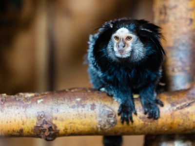 Zwartoorpenseelaap - De Zonnegloed - Dierenpark - Dieren opvangcentrum - Sanctuary